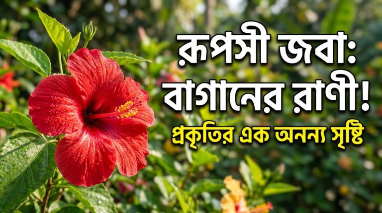 ১০০টি জবা ফুল নিয়ে চমৎকার ক্যাপশন